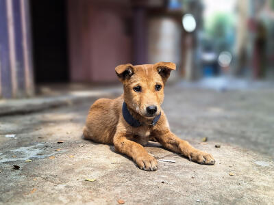 vecteezy_with-paws-up-and-a-heart-full-of-joy-this-brown-dog_55317085