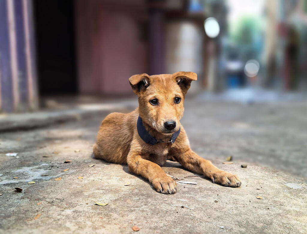 Contenda promove vacinação antirrábica