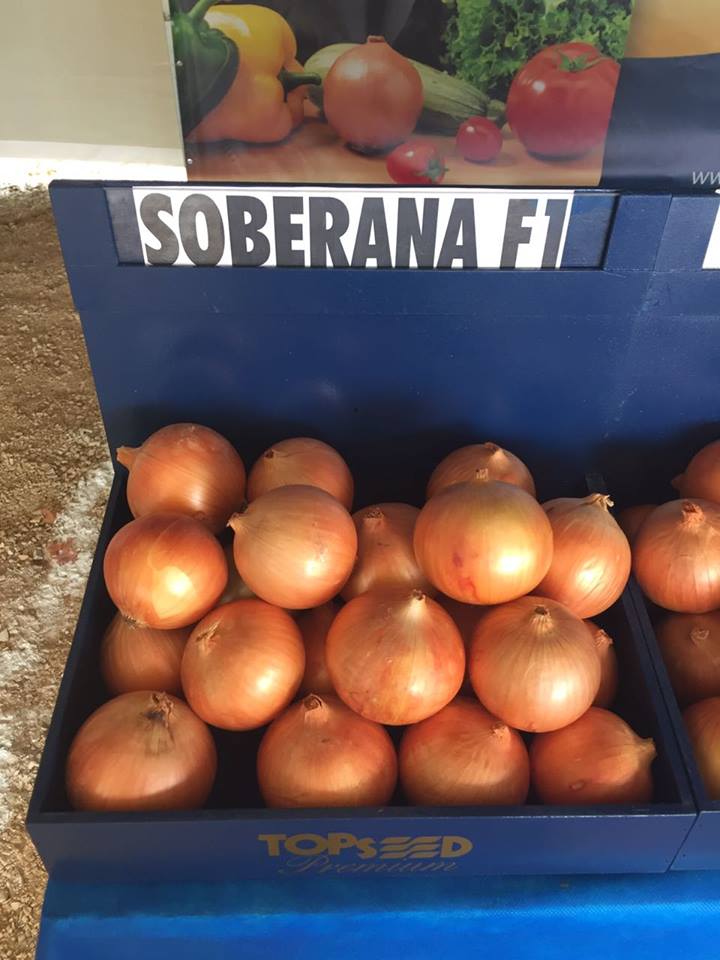 Contenda participa do 27ª Encontro Estadual de Produtores de Cebola