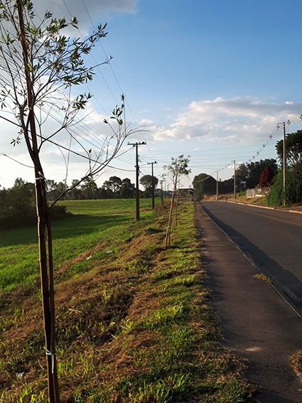Contenda amplia arborização urbana