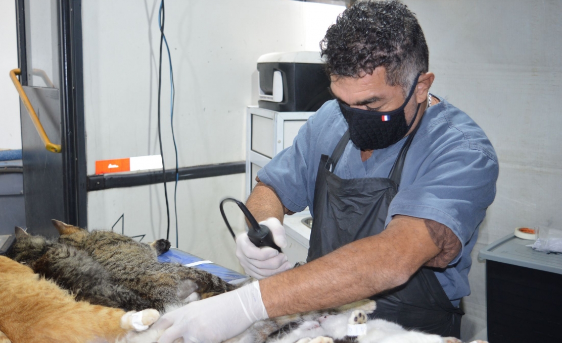 Contenda vai realizar mais 215 castrações