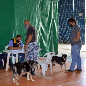 castracao-animais_(596)