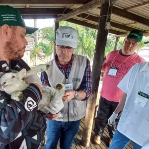 curso-ovinocultura-1