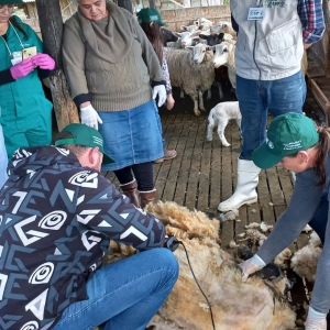 curso-ovinocultura-3